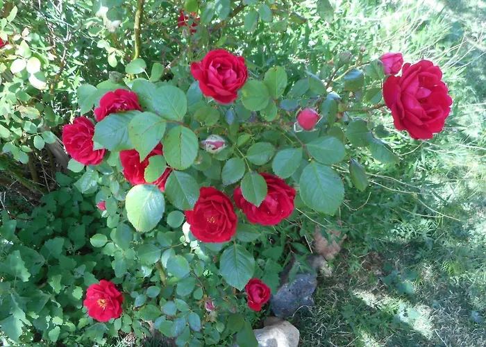 Violet Rose B&B Winslow
